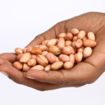 Indian Peanut Supplier